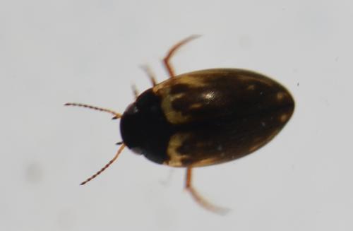 Hydroporinae
